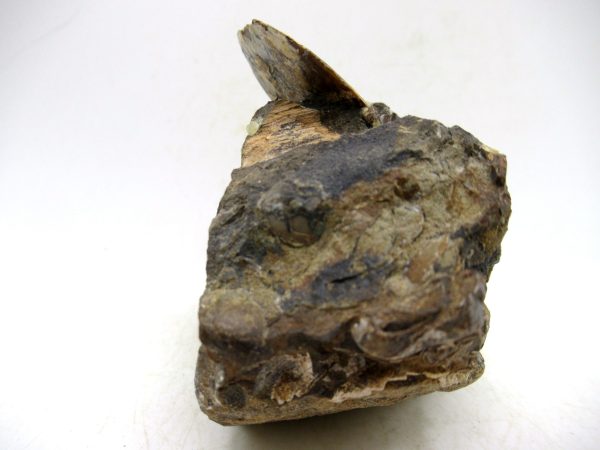 South Dakota Cretaceous Fossil Ammonite 77d | Fossils for Sale Genuine Cretaceous Age Ammonite Fossil For Sale from South Dakota #77d