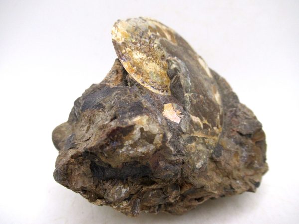 South Dakota Cretaceous Fossil Ammonite 77e | Fossils for Sale Genuine Cretaceous Age Ammonite Fossil For Sale from South Dakota #77e