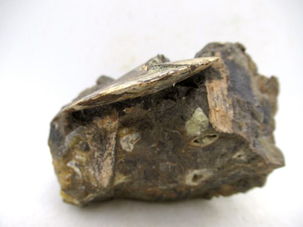 South Dakota Cretaceous Fossil Ammonite 77f | Fossils for Sale Genuine Cretaceous Age Ammonite Fossil For Sale from South Dakota #77f