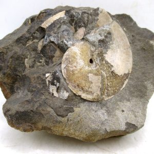 Genuine Cretaceous Age Ammonite Fossil For Sale from South Dakota #78