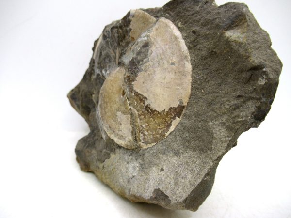 South Dakota Cretaceous Fossil Ammonite 78a | Fossils for Sale Genuine Cretaceous Age Ammonite Fossil For Sale from South Dakota #78a