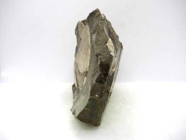 South Dakota Cretaceous Fossil Ammonite 78b | Fossils for Sale Genuine Cretaceous Age Ammonite Fossil For Sale from South Dakota #78b