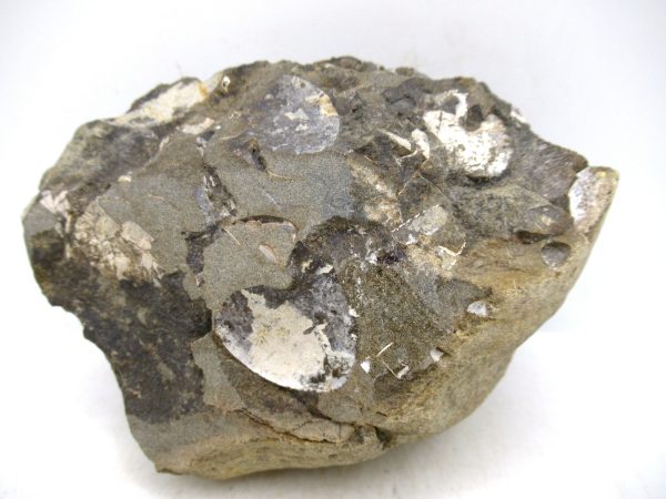 South Dakota Cretaceous Fossil Ammonite 78c | Fossils for Sale Genuine Cretaceous Age Ammonite Fossil For Sale from South Dakota #78c