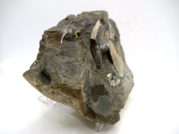 South Dakota Cretaceous Fossil Ammonite 78d | Fossils for Sale Genuine Cretaceous Age Ammonite Fossil For Sale from South Dakota #78d