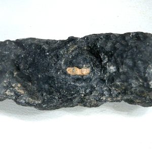 Vietnam Indochinite Australasian Tektite 1 | Fossils for Sale Genuine Indochinite Australasian Tektite For Sale from Vietnam #1