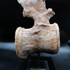 General Jurassic Age Camarasaurus Dinosaur Vertebra Fossil from Wyoming for Sale #1