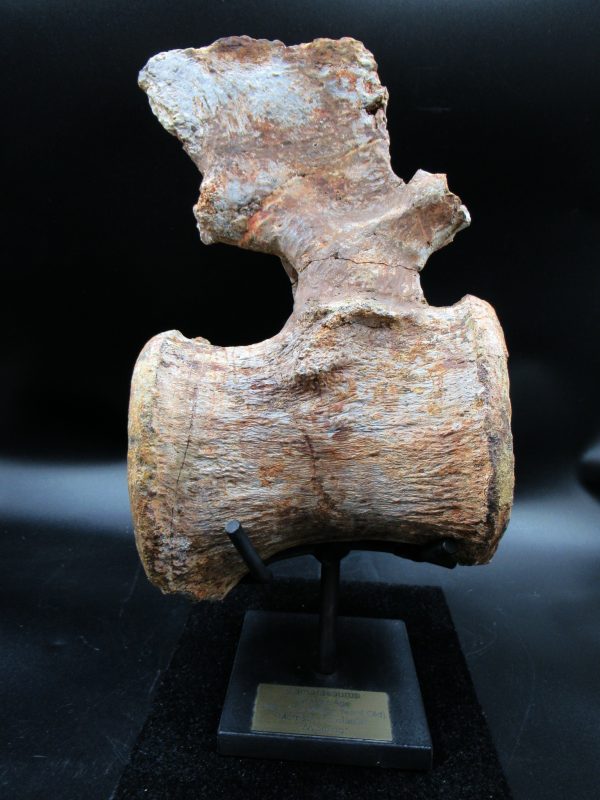 Wyoming Jurassic Camarasaurus Dinosaur Vertebra 1 | Fossils for Sale General Jurassic Age Camarasaurus Dinosaur Vertebra Fossil from Wyoming for Sale #1