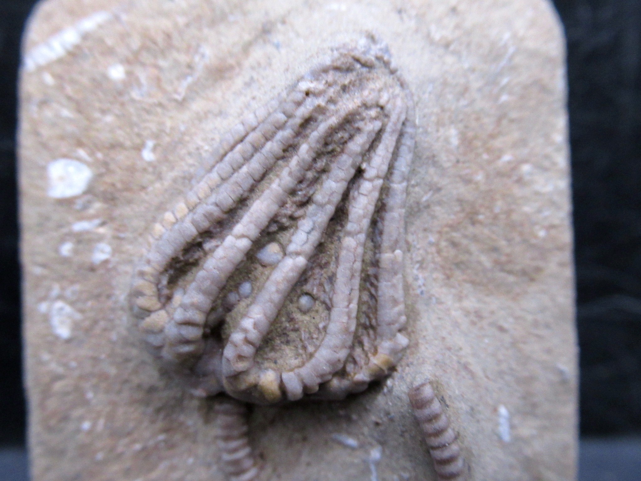 indiana mississippian crawfordsville crinoid 181a | Fossils for Sale General Mississippian Age Crawfordsville Crinoid Fossils For Sale From Indiana #181a