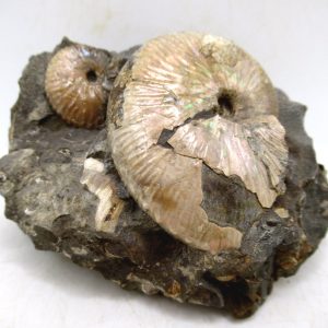 Genuine Cretaceous Age Scaphites Ammonite Fossil For Sale from South Dakota #53