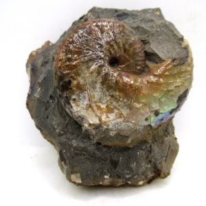 Genuine Cretaceous Age Scaphites Ammonite Fossil For Sale from South Dakota #54