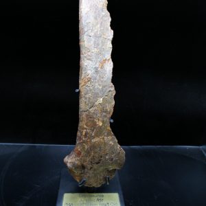 Genuine Jurassic Age Dryosaurus Rib Bone Fossil for Sale from Wyoming #11