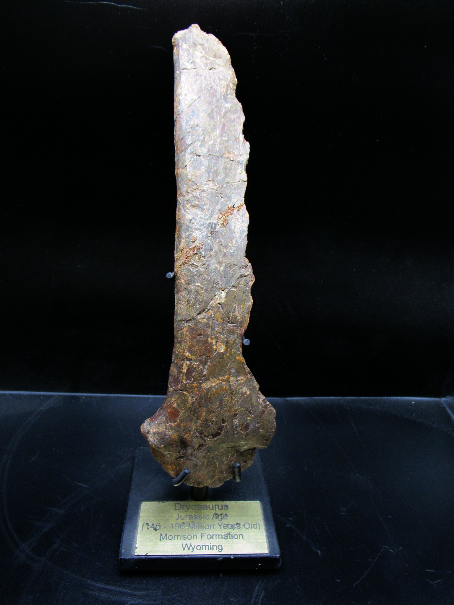 wyoming jurassic age dryosaurus rib bone 11 | Fossils for Sale Genuine Jurassic Age Dryosaurus Rib Bone Fossil for Sale from Wyoming #11