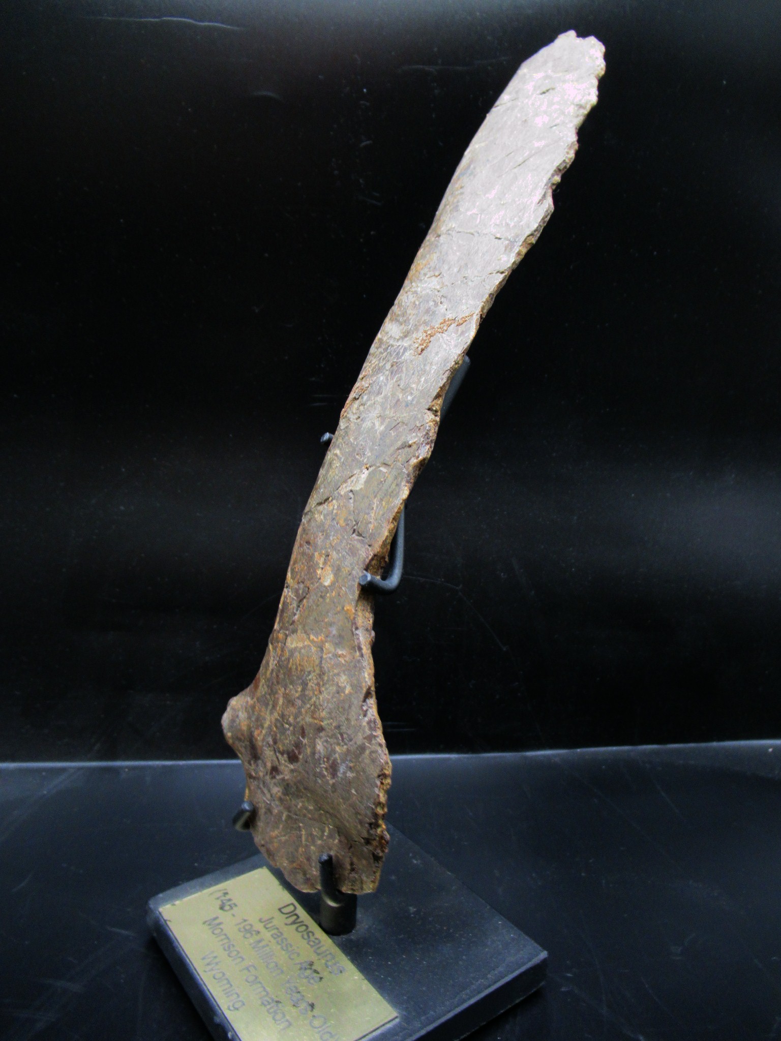 wyoming jurassic age dryosaurus rib bone 11a | Fossils for Sale Genuine Jurassic Age Dryosaurus Rib Bone Fossil for Sale from Wyoming #11a