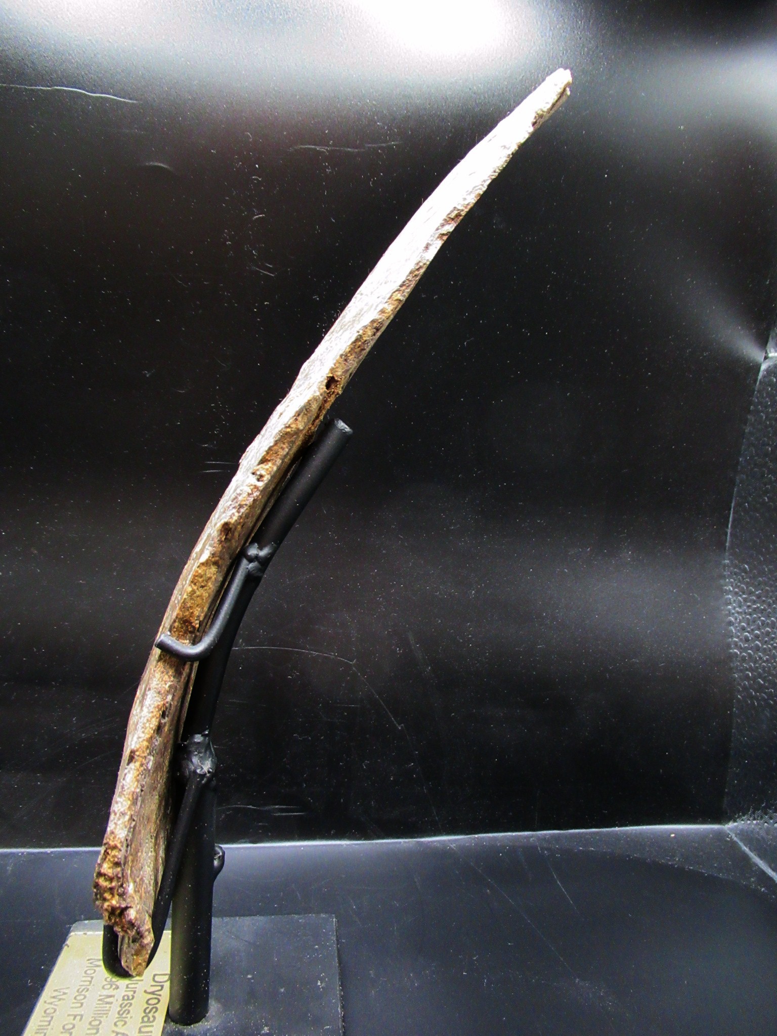 wyoming jurassic age dryosaurus rib bone 11b | Fossils for Sale Genuine Jurassic Age Dryosaurus Rib Bone Fossil for Sale from Wyoming #11b