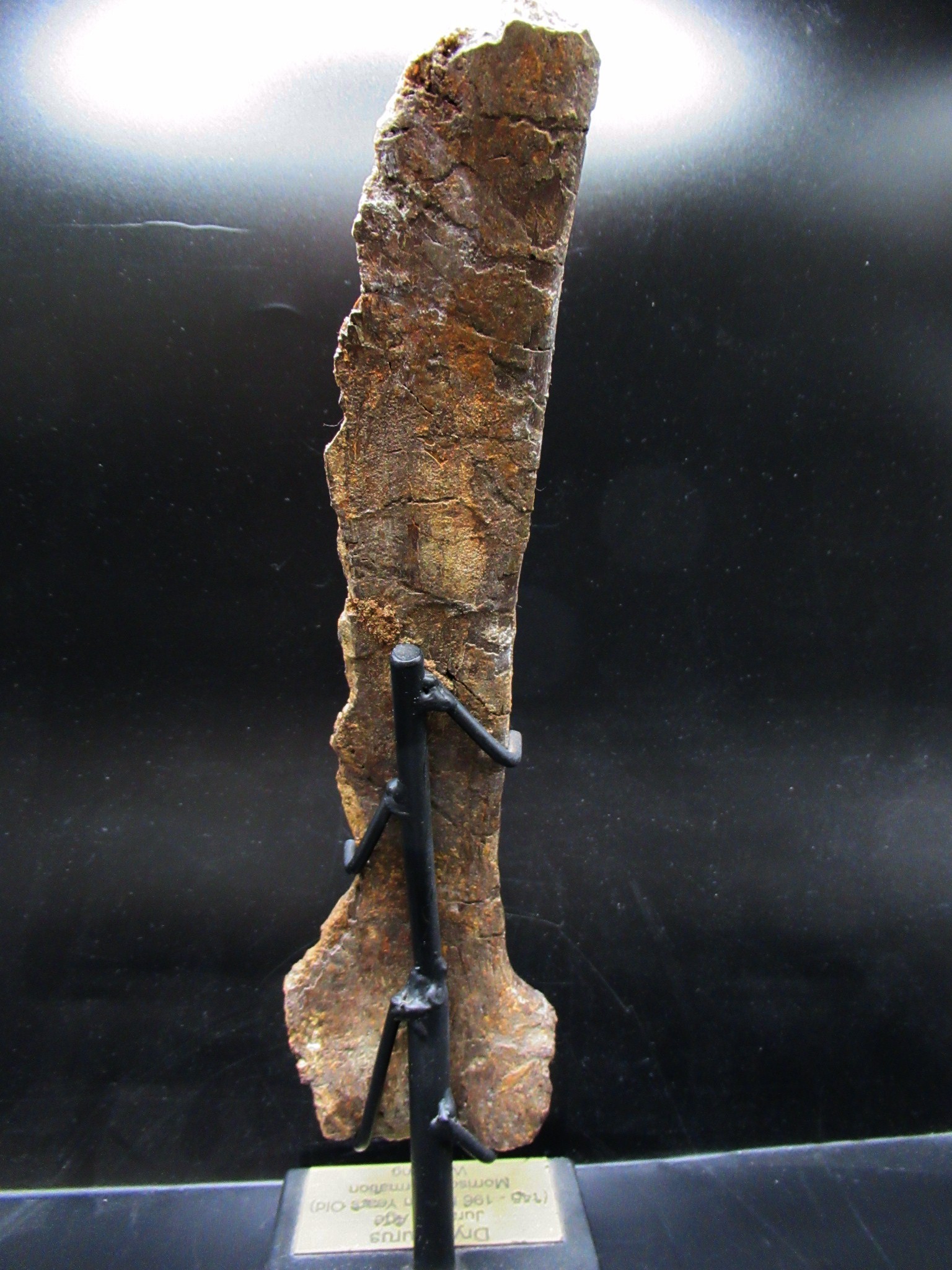 wyoming jurassic age dryosaurus rib bone 11c | Fossils for Sale Genuine Jurassic Age Dryosaurus Rib Bone Fossil for Sale from Wyoming #11c