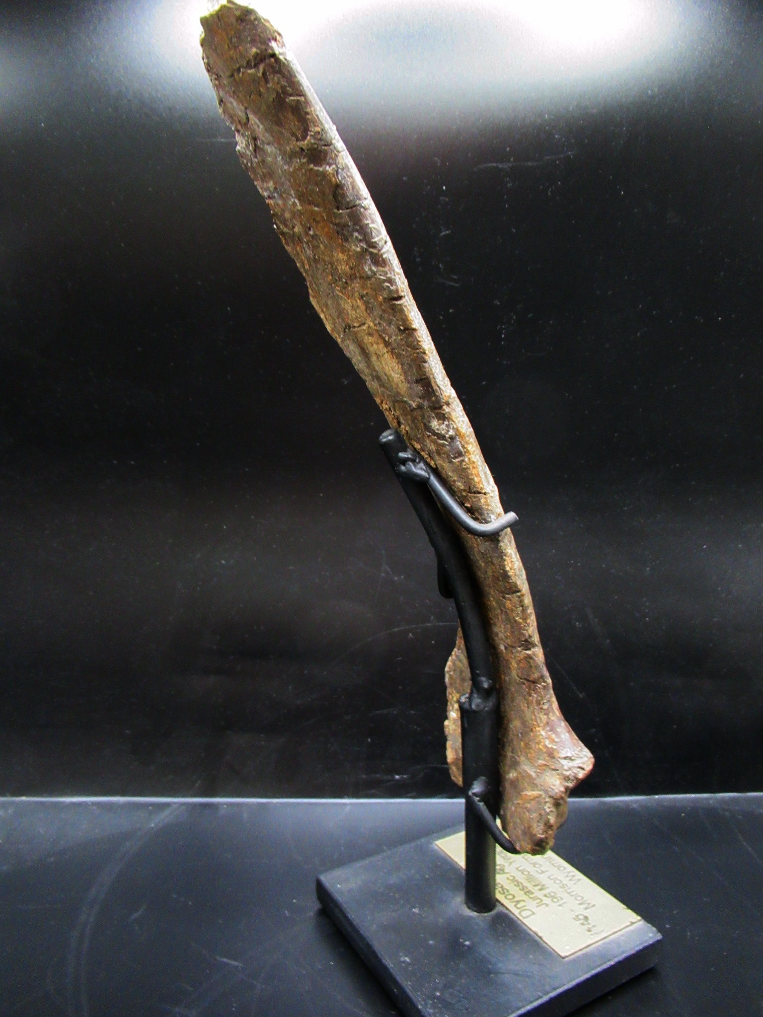 wyoming jurassic age dryosaurus rib bone 11d | Fossils for Sale Genuine Jurassic Age Dryosaurus Rib Bone Fossil for Sale from Wyoming #11d