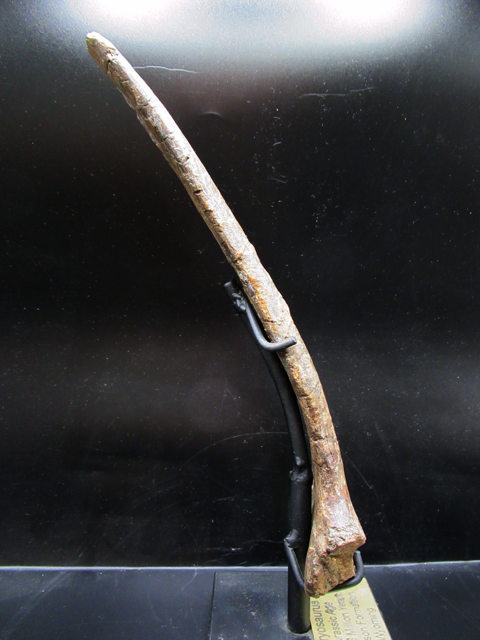 wyoming jurassic age dryosaurus rib bone 11e | Fossils for Sale Genuine Jurassic Age Dryosaurus Rib Bone Fossil for Sale from Wyoming #11e