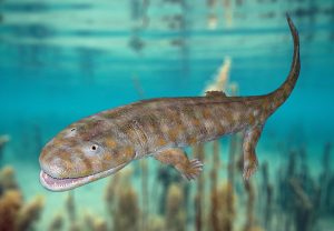 Acanthostega_model | Fossils for Sale Acanthostega_model