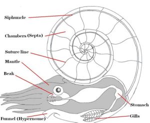 Anatomy of Ammonites | Fossils for Sale Anatomy of Ammonites