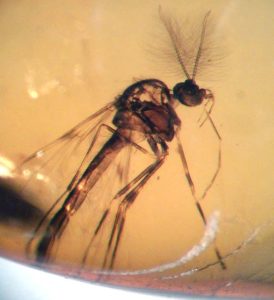 Baltic Amber | Fossils for Sale