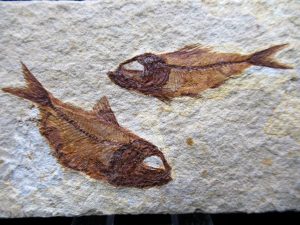 Cretaceous-Lebanon-Fish-Plate | Fossils for Sale Cretaceous-Lebanon-Fish-Plate