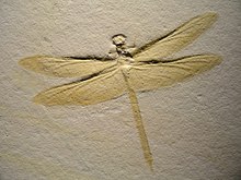 Prehistoric dragonfly fossil showing wings and body structure