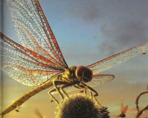 Dragonfly Fossils For Sale