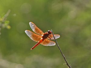Modern dragonfly showing similarities to ancient fossil dragonflies
