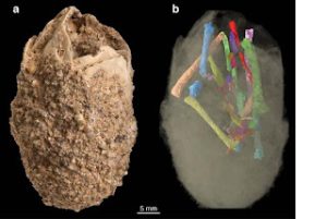 Egg Scan | Fossils for Sale
