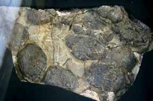 Eggs | Fossils for Sale