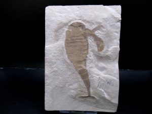 Eurypterid