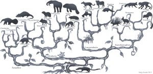 Evolution | Fossils for Sale