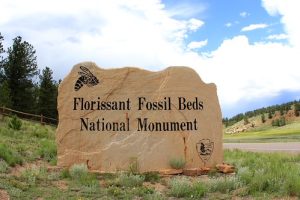 Florissant Fossil Beds | Fossils for Sale