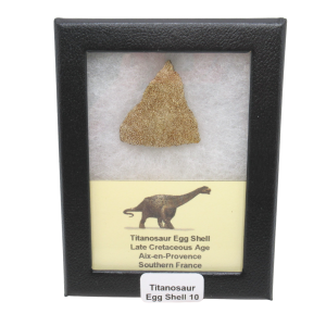 France Cretaceous Titanosaur Dinosaur Egg Shell 10 Riker | Fossils for Sale