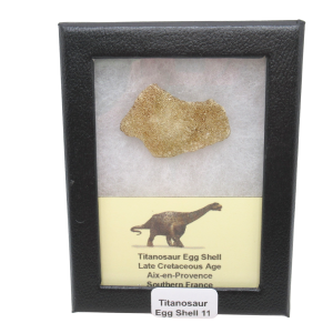 France Cretaceous Titanosaur Dinosaur Egg Shell 11 Riker | Fossils for Sale
