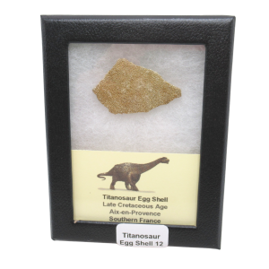 France Cretaceous Titanosaur Dinosaur Egg Shell 12 Riker | Fossils for Sale