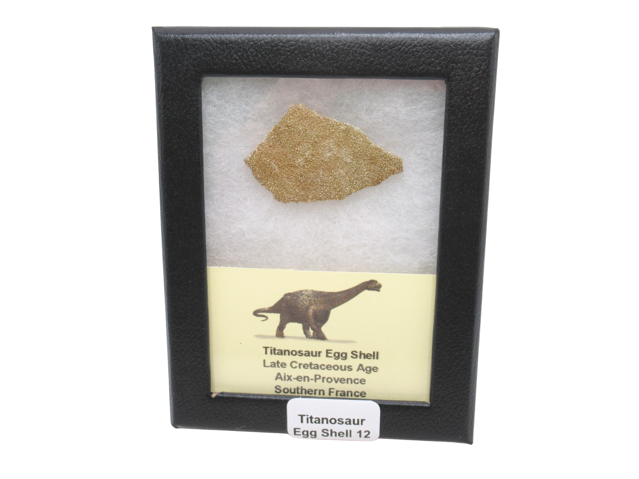 France Cretaceous Titanosaur Dinosaur Egg Shell 12 Riker | Fossils for Sale Genuine Cretaceous Titanosaur Egg Shell Fossils for Sale from France #12