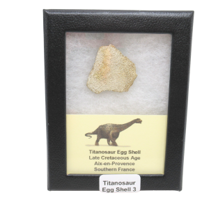 France Cretaceous Titanosaur Dinosaur Egg Shell 3 Riker | Fossils for Sale