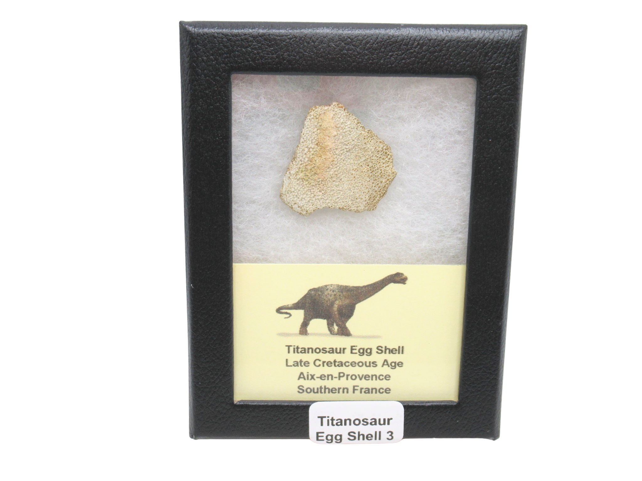 France Cretaceous Titanosaur Dinosaur Egg Shell 3 Riker | Fossils for Sale Genuine Cretaceous Titanosaur Egg Shell Fossils for Sale from France #3