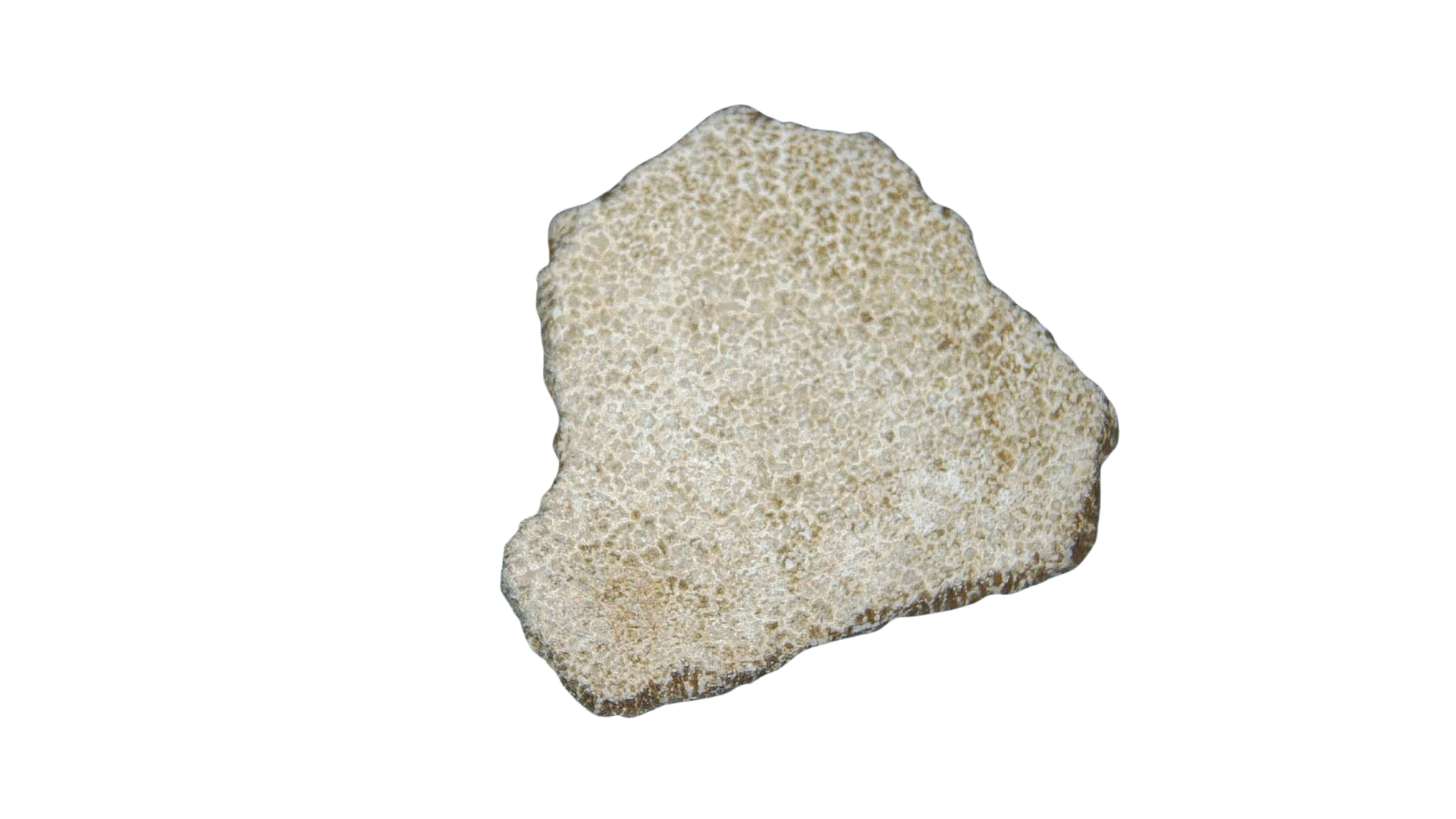 France Cretaceous Titanosaur Dinosaur Egg Shell 3a | Fossils for Sale Genuine Cretaceous Titanosaur Egg Shell Fossils for Sale from France #3a