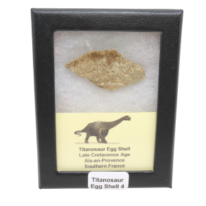 France Cretaceous Titanosaur Dinosaur Egg Shell 4 Riker | Fossils for Sale