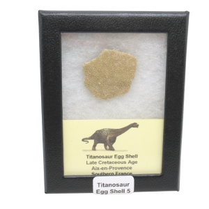 France Cretaceous Titanosaur Dinosaur Egg Shell 5 Riker | Fossils for Sale
