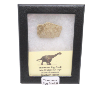 France Cretaceous Titanosaur Dinosaur Egg Shell 6 Riker | Fossils for Sale