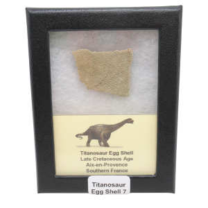 France Cretaceous Titanosaur Dinosaur Egg Shell 7Riker | Fossils for Sale