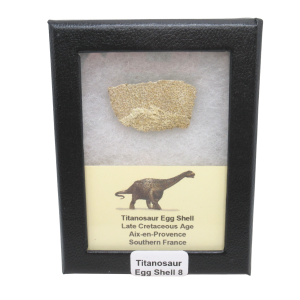 France Cretaceous Titanosaur Dinosaur Egg Shell 8 Riker | Fossils for Sale