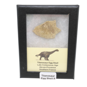 France Cretaceous Titanosaur Dinosaur Egg Shell 9 Riker | Fossils for Sale