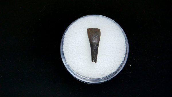 France Eocene Plagiolophus minor Mammal Tooth 1 | Fossils for Sale Genuine Eocene Age Plagiolophus minor Mammal Tooth in Riker Fossil for Sale from France #1