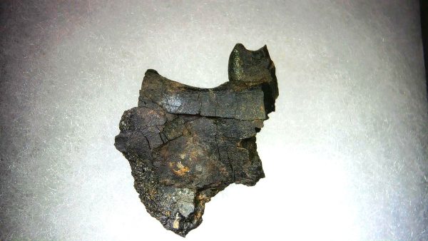 France Eocene Plagiolophus minor Mammal Tooth 10 | Fossils for Sale Genuine Eocene Age Plagiolophus minor Mammal Tooth in Riker Fossil for Sale from France #10