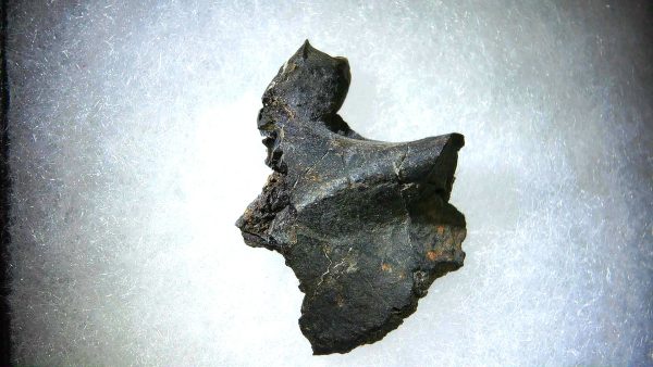 France Eocene Plagiolophus minor Mammal Tooth 10a | Fossils for Sale Genuine Eocene Age Plagiolophus minor Mammal Tooth in Riker Fossil for Sale from France #10a