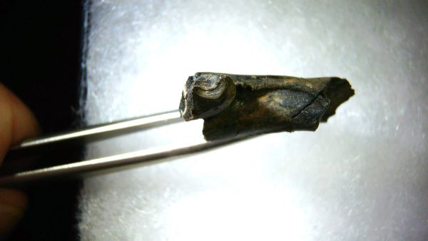 France Eocene Plagiolophus minor Mammal Tooth 10b | Fossils for Sale Genuine Eocene Age Plagiolophus minor Mammal Tooth in Riker Fossil for Sale from France #10b